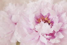 Load image into Gallery viewer, Pink peony macro closeup art photography wall decor