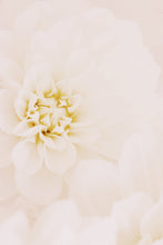 Load image into Gallery viewer, White dahlia macro closeup wall art photography decor living room