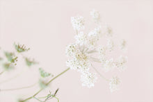 Load image into Gallery viewer, Queen Anne’s lace flower floral fine art photography wall art decor