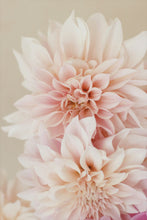 Load image into Gallery viewer, cafe au lait pink dinner plate dahlia wall art photography macro closeup