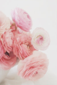 Pink ranunculus flowers spring wall art photography 