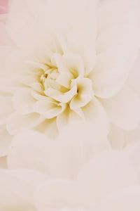 white dahlia fine art floral flower close up macro wall art photograpy